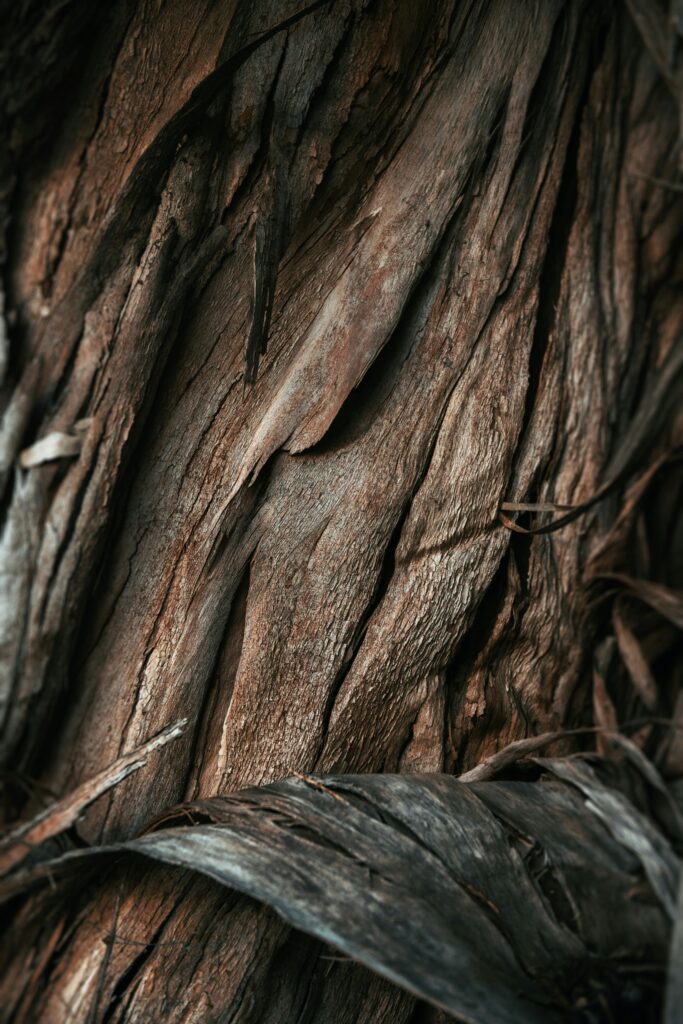 Peeling bark representing the Belgium Hardwood Flooring Collection