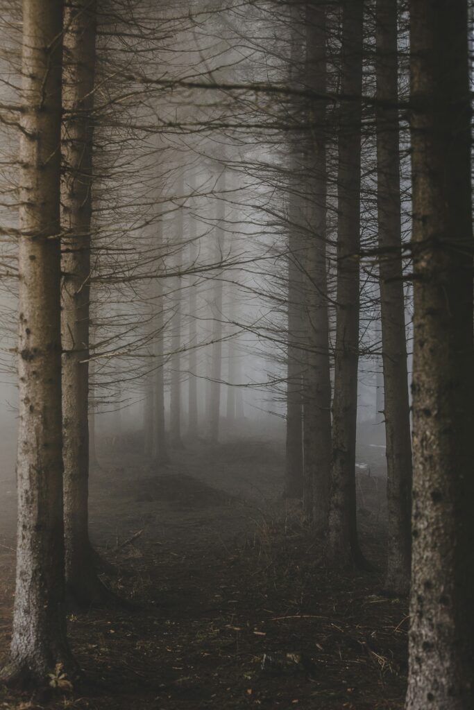 Misty forest representing the Netherlands hardwood flooring collection
