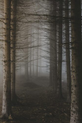 Misty forest representing the Netherlands hardwood flooring collection
